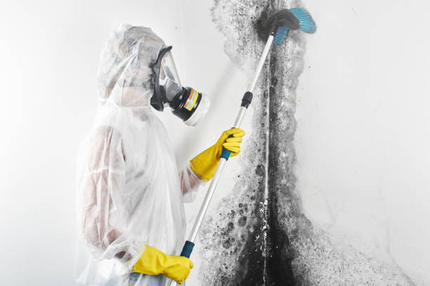 Professional Mold Removal in Long Neck, DE